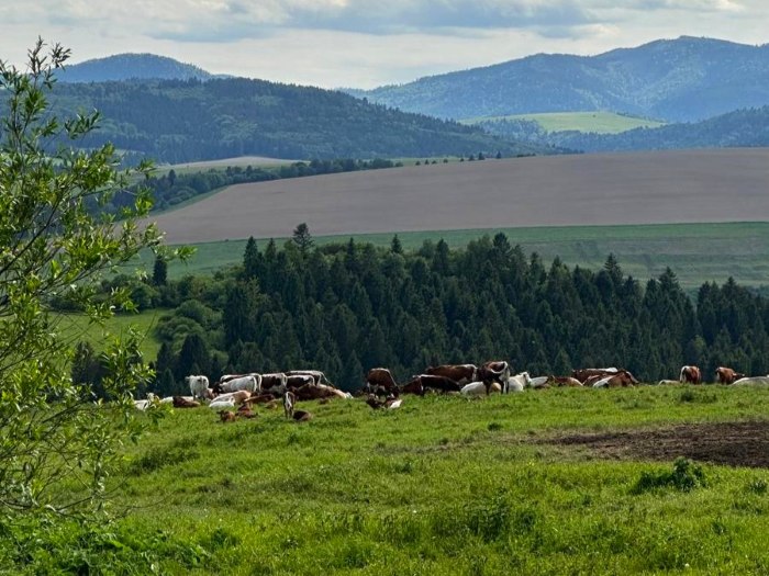 trasa rowerowa zegiestow udol plavec muszyna